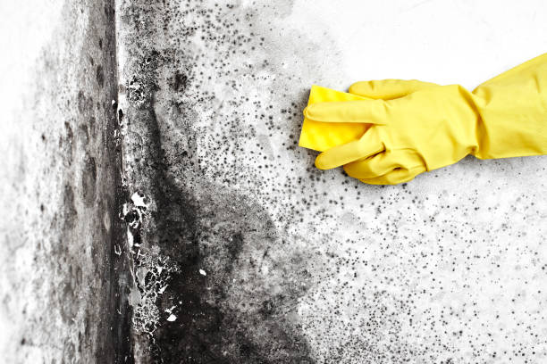 Best Toxic Mold Removal  in Gibson City, IL