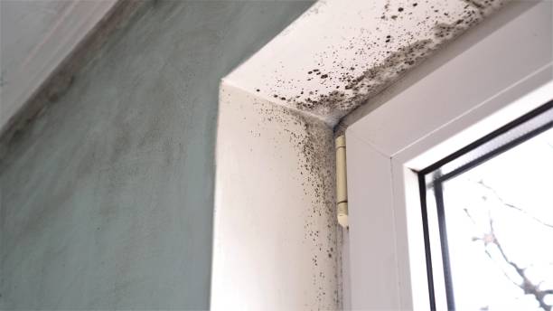 Best Mold Damage Repair  in Gibson City, IL