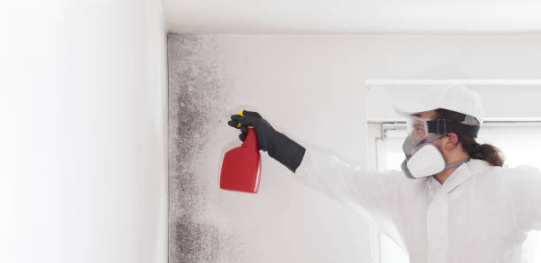 Best Home Mold Removal  in Gibson City, IL