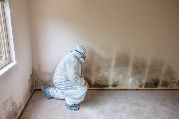 Mold Removal and Inspection in Gibson City, IL
